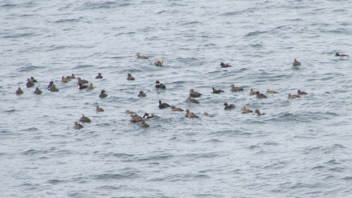 Common Eider - ML616631197