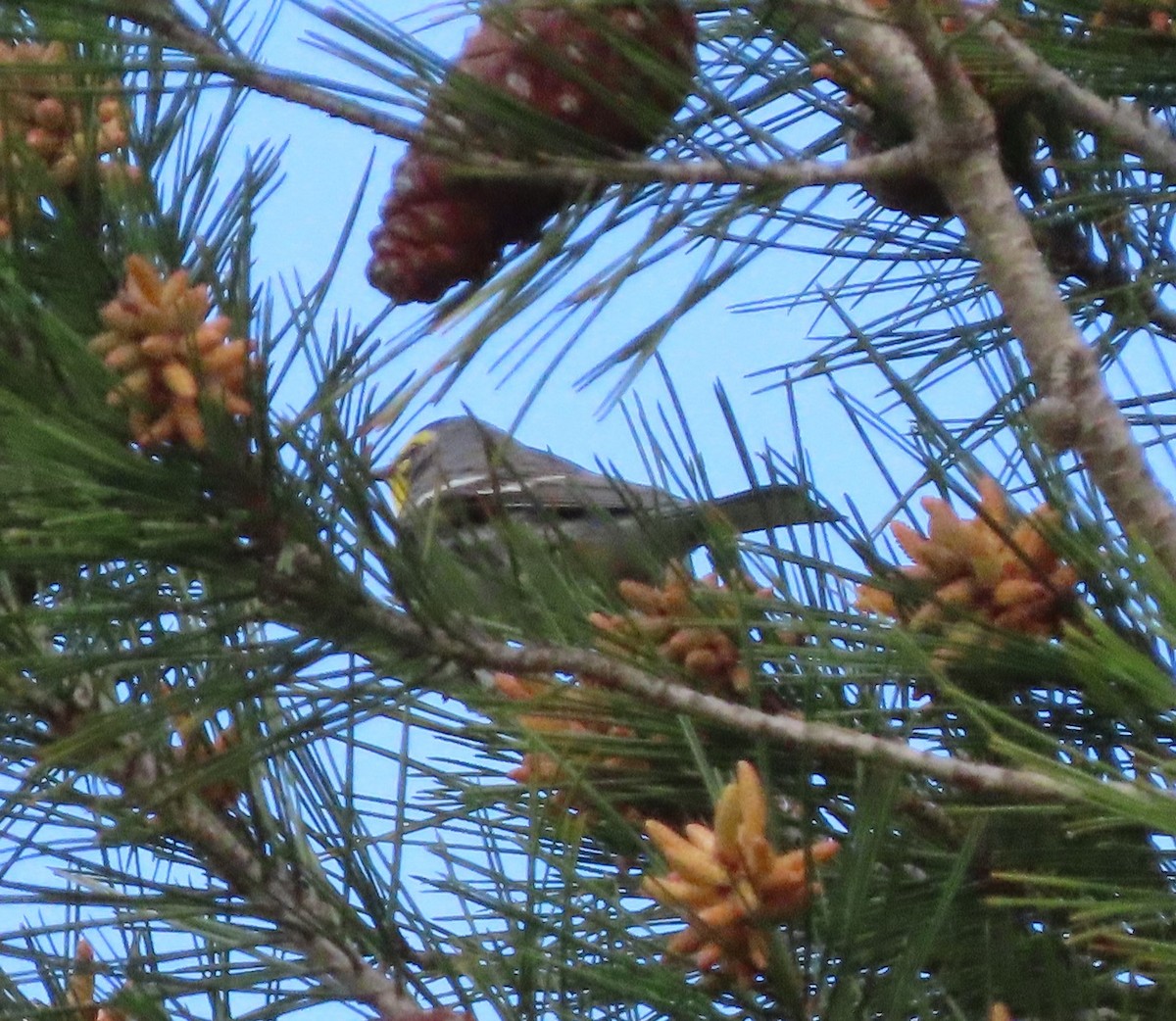 Grace's Warbler - ML616631217