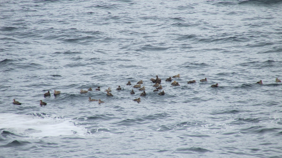 Common Eider - ML616631221