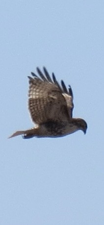 Red-tailed Hawk - Nicklas Hostetter