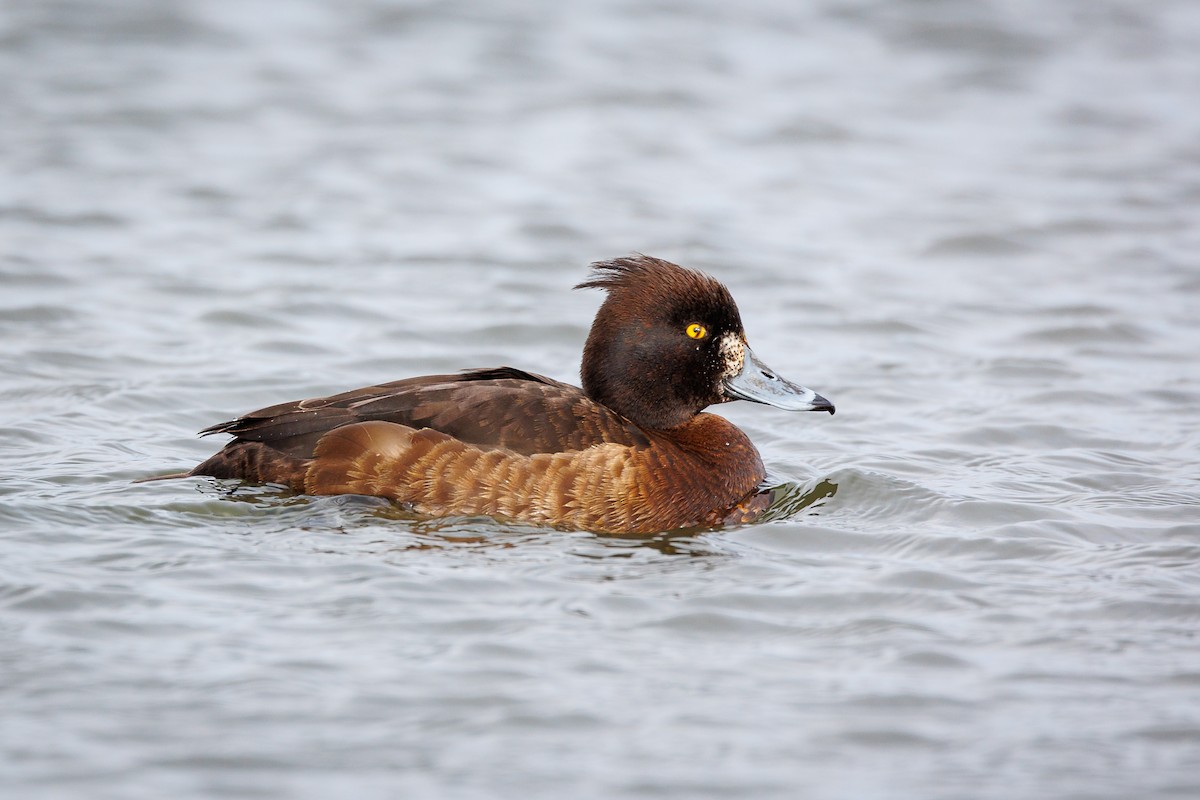 Tufted Duck - ML616631248