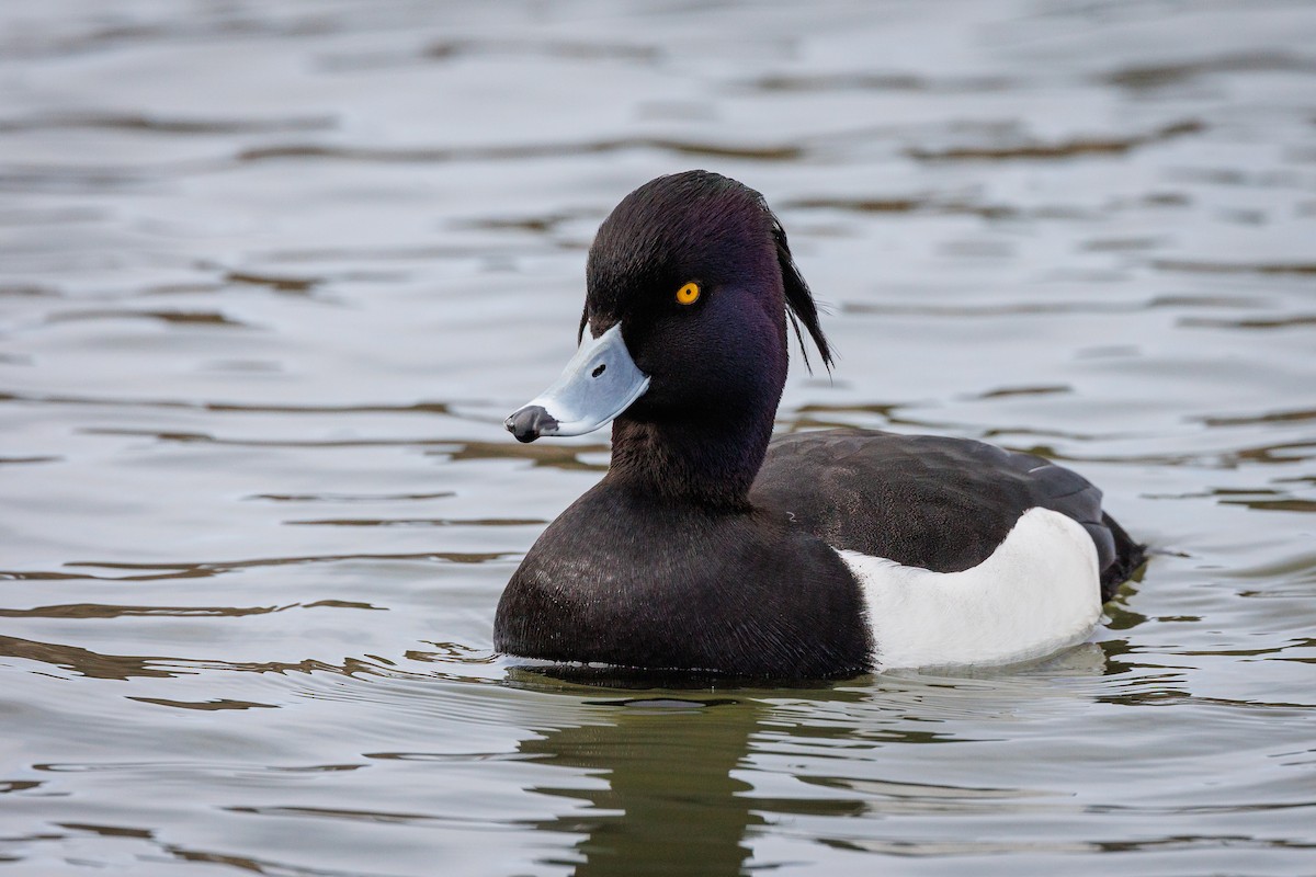 Tufted Duck - ML616631250