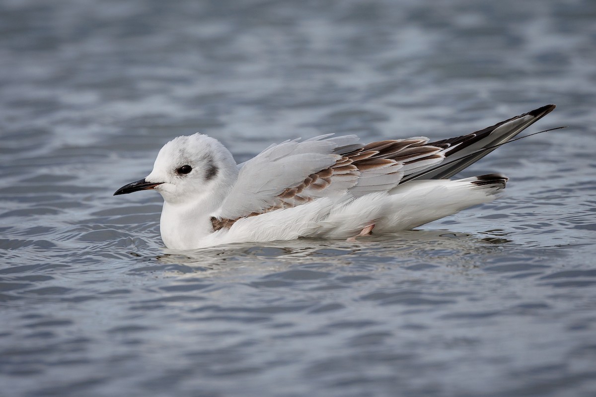 Bonaparte's Gull - Hernan Riverol