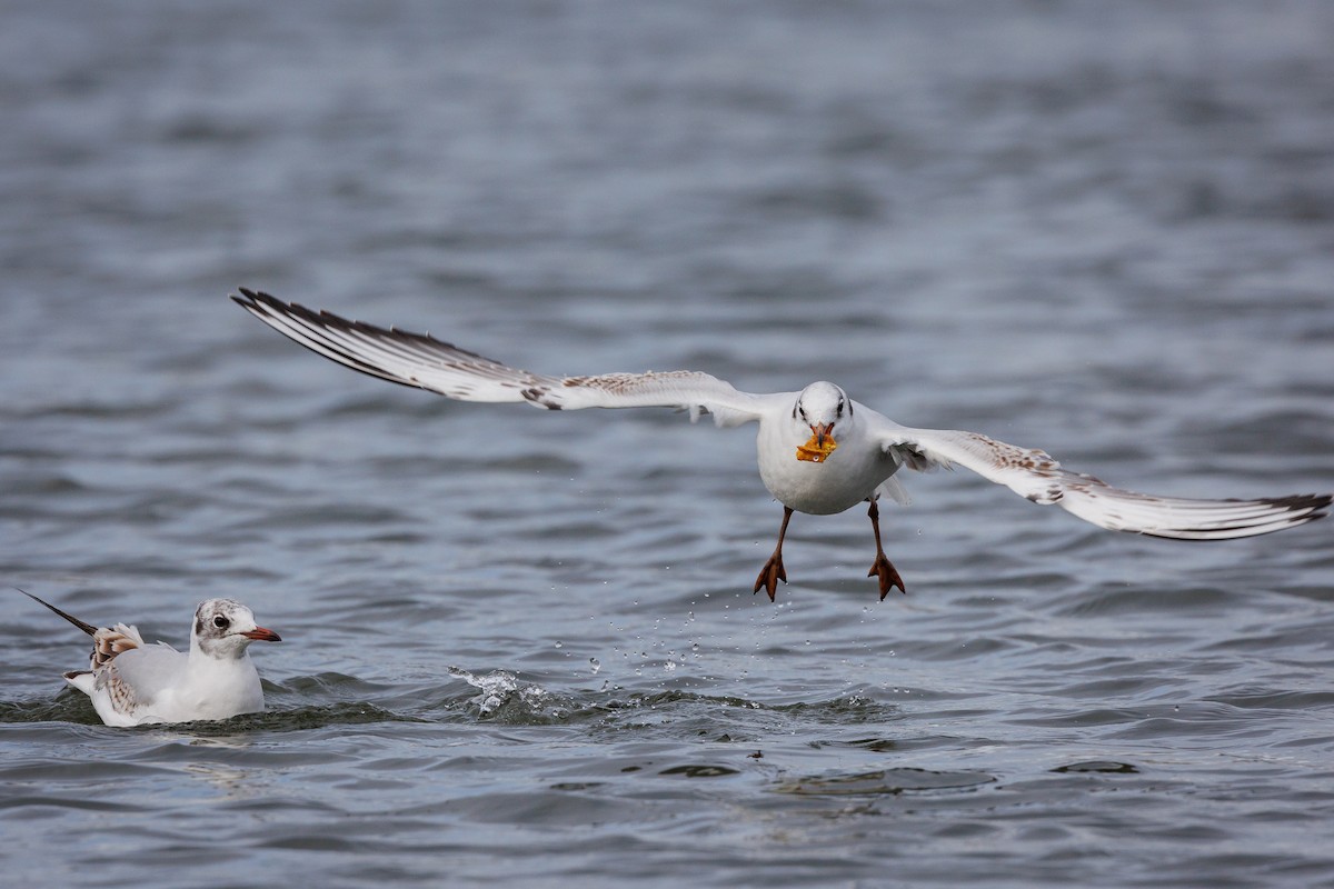 Black-headed Gull - Hernan Riverol