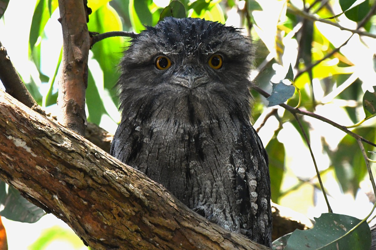 Tawny Frogmouth - Timothy White