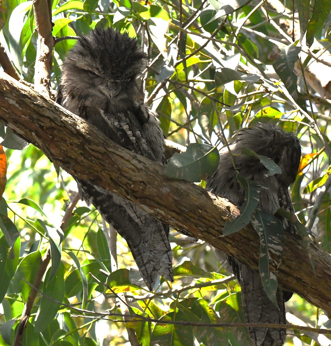 Tawny Frogmouth - ML616631299