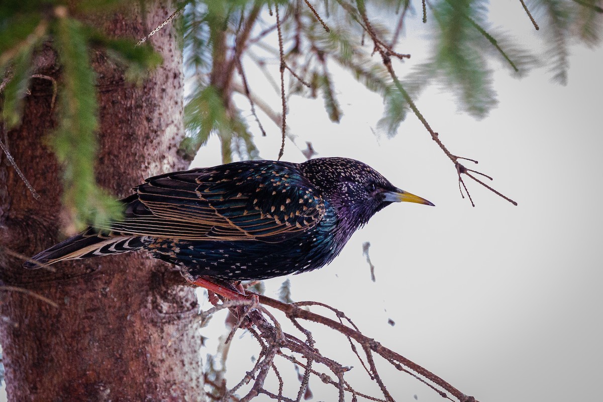 European Starling - Hernan Riverol