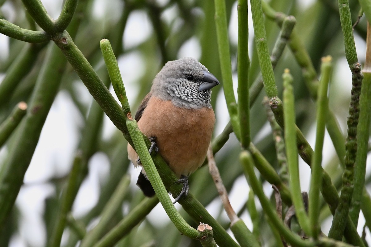 Gray-headed Silverbill - ML616631340