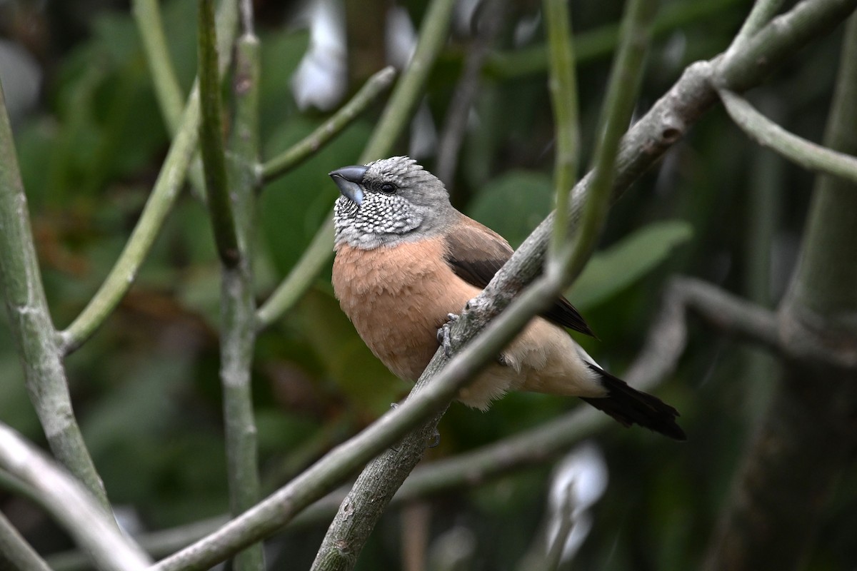Gray-headed Silverbill - ML616631344