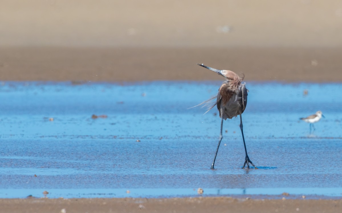 Reddish Egret - ML616631406