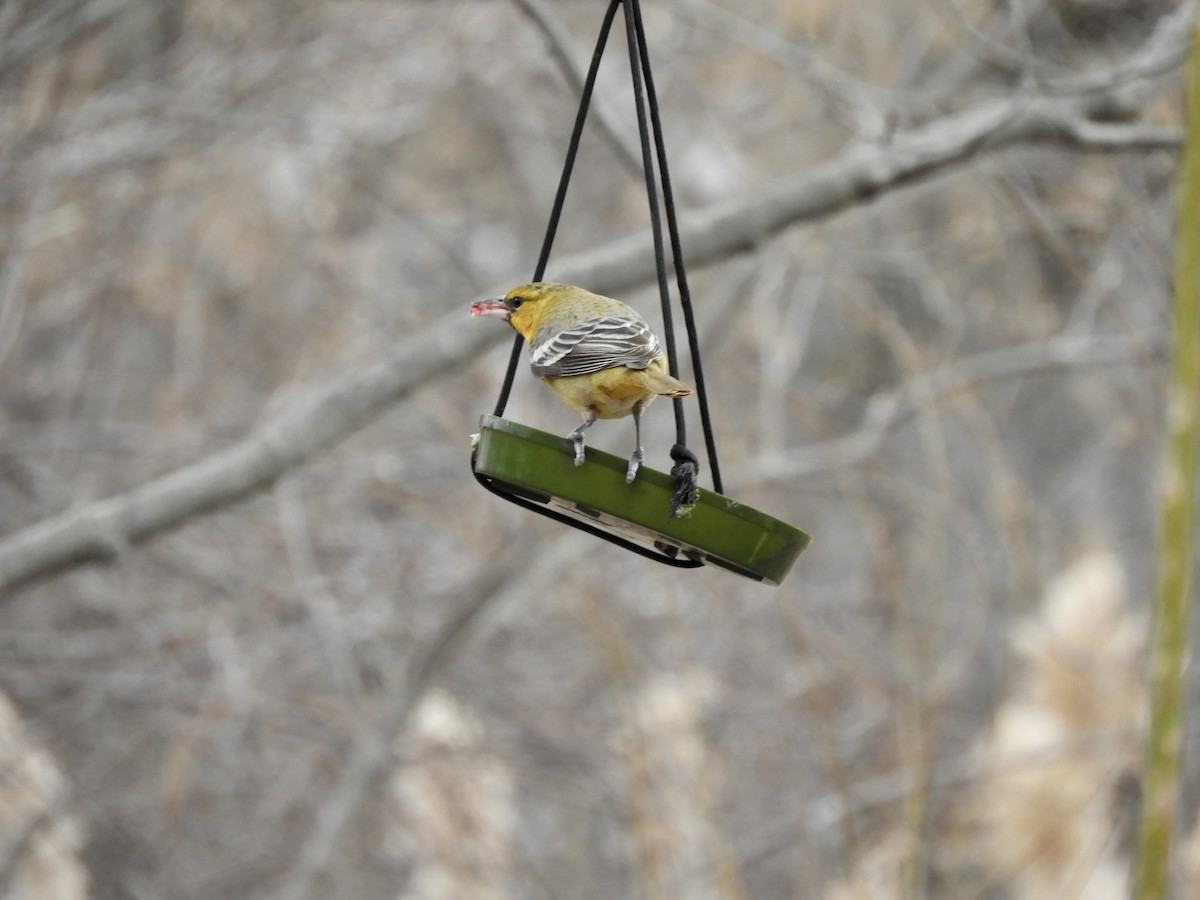 Bullock's Oriole - Janet Wenckstern