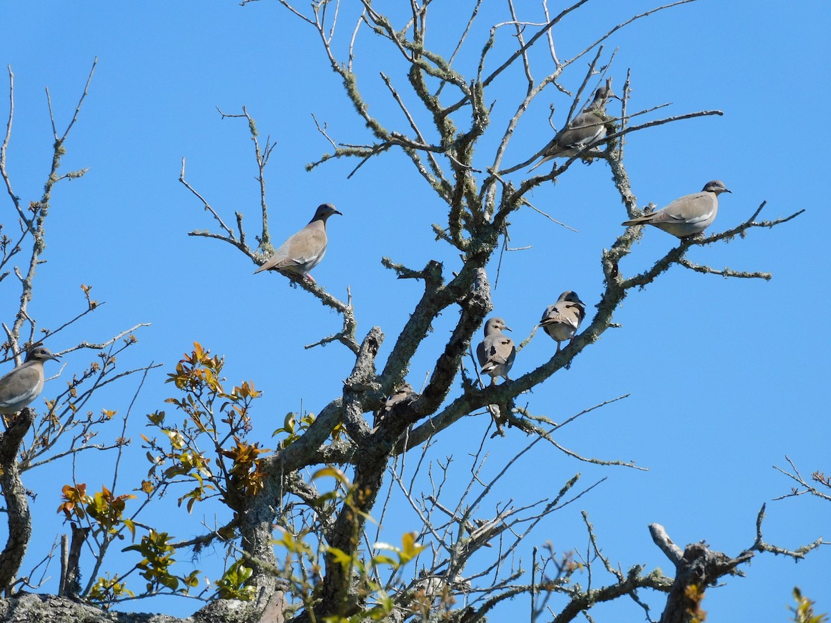 White-winged Dove - ML616631419