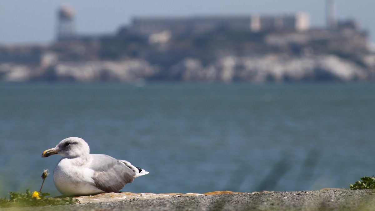 Western Gull - ML616631488