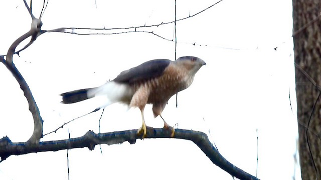 Cooper's Hawk - ML616631501