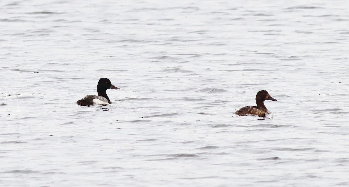 Lesser Scaup - ML616631516