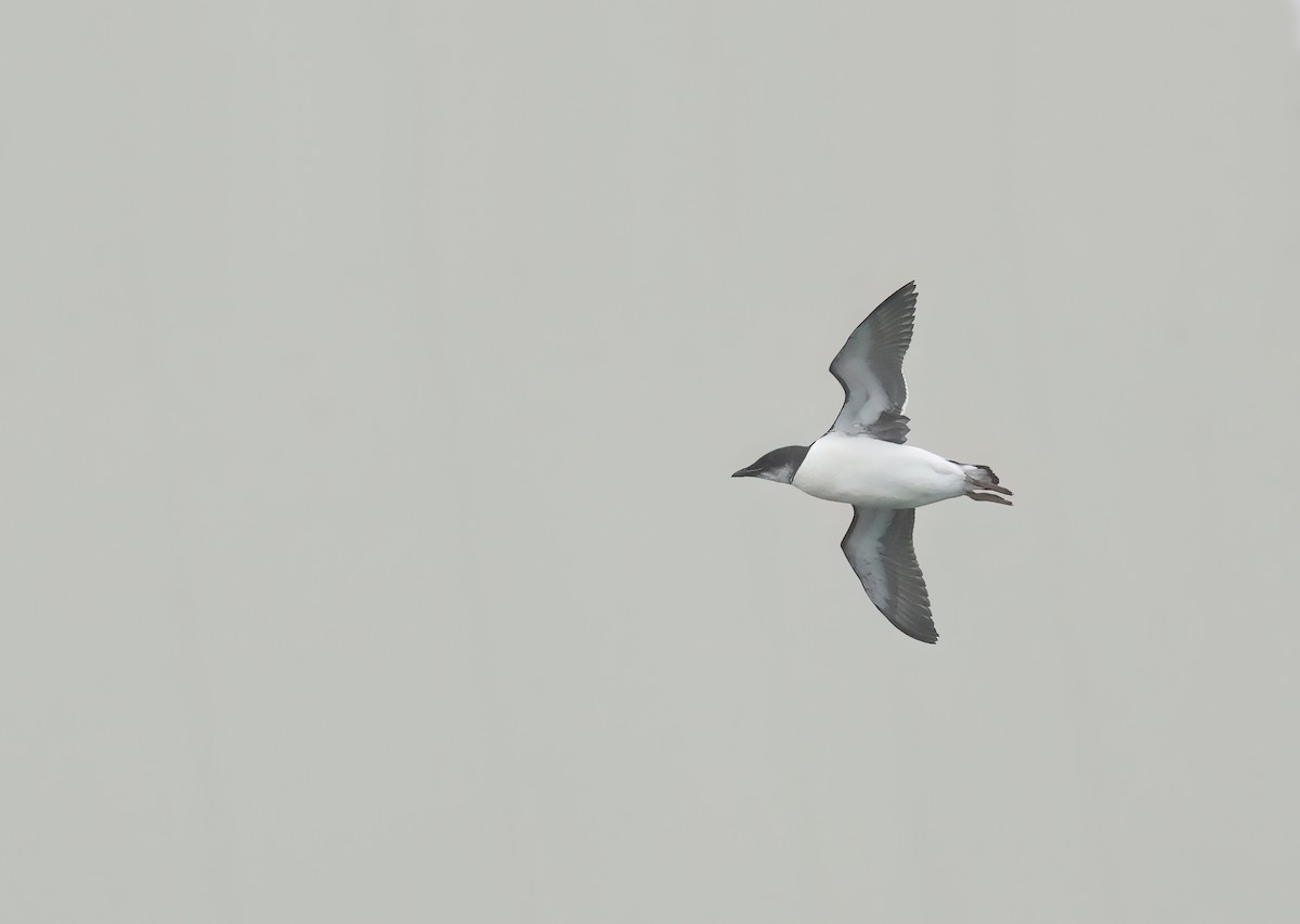 Thick-billed Murre - ML616631530