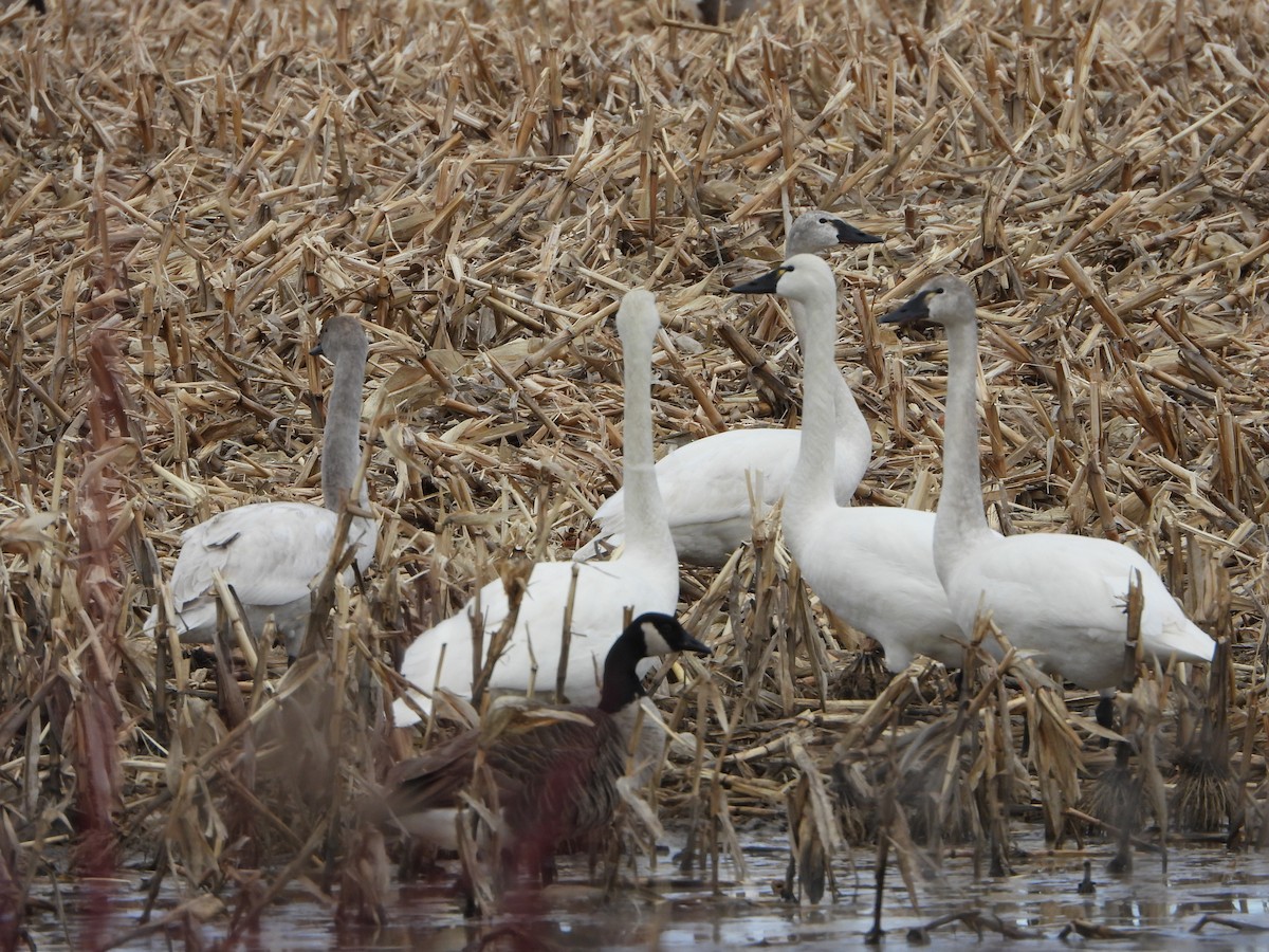 Tundra Swan - Aaron Keating