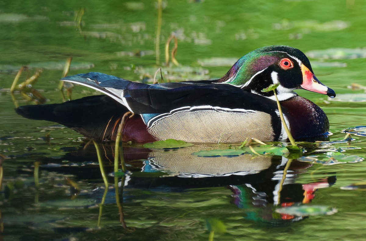 Wood Duck - ML616631537