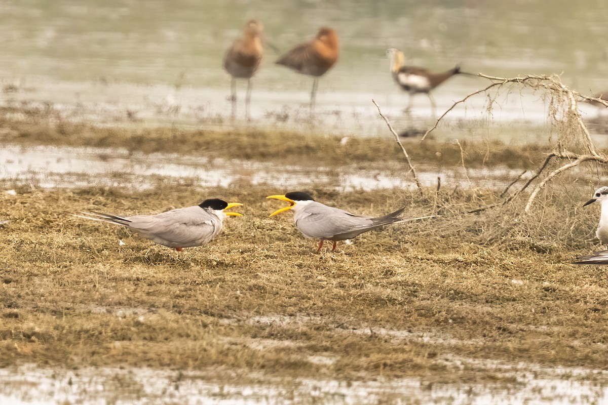 River Tern - Neeraja V