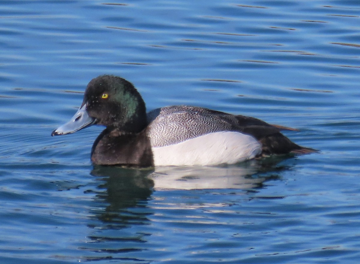 Greater Scaup - ML616631547