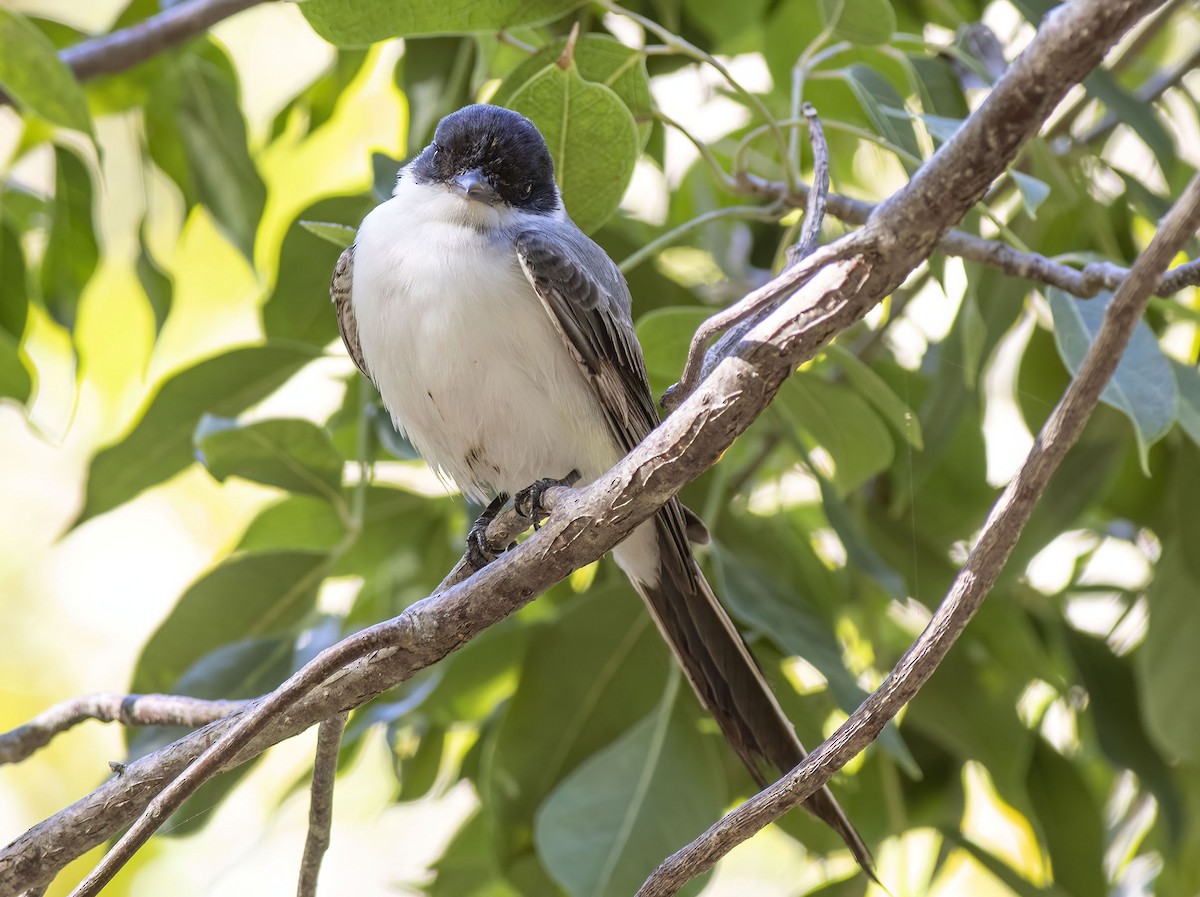 Fork-tailed Flycatcher - ML616631557