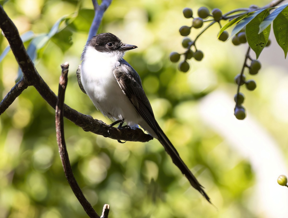 Fork-tailed Flycatcher - ML616631558