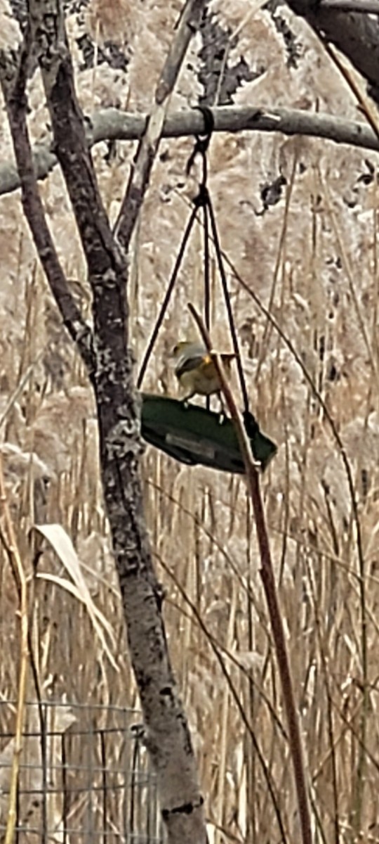 Bullock's Oriole - ML616631561