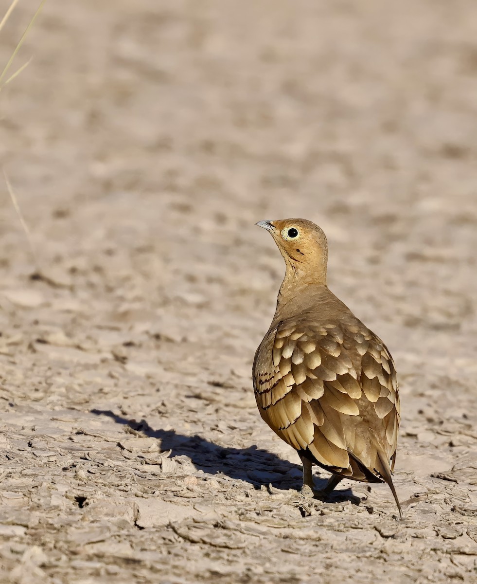 Chestnut-bellied Sandgrouse - ML616631638