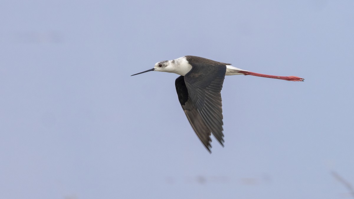 Black-winged Stilt - ML616631639