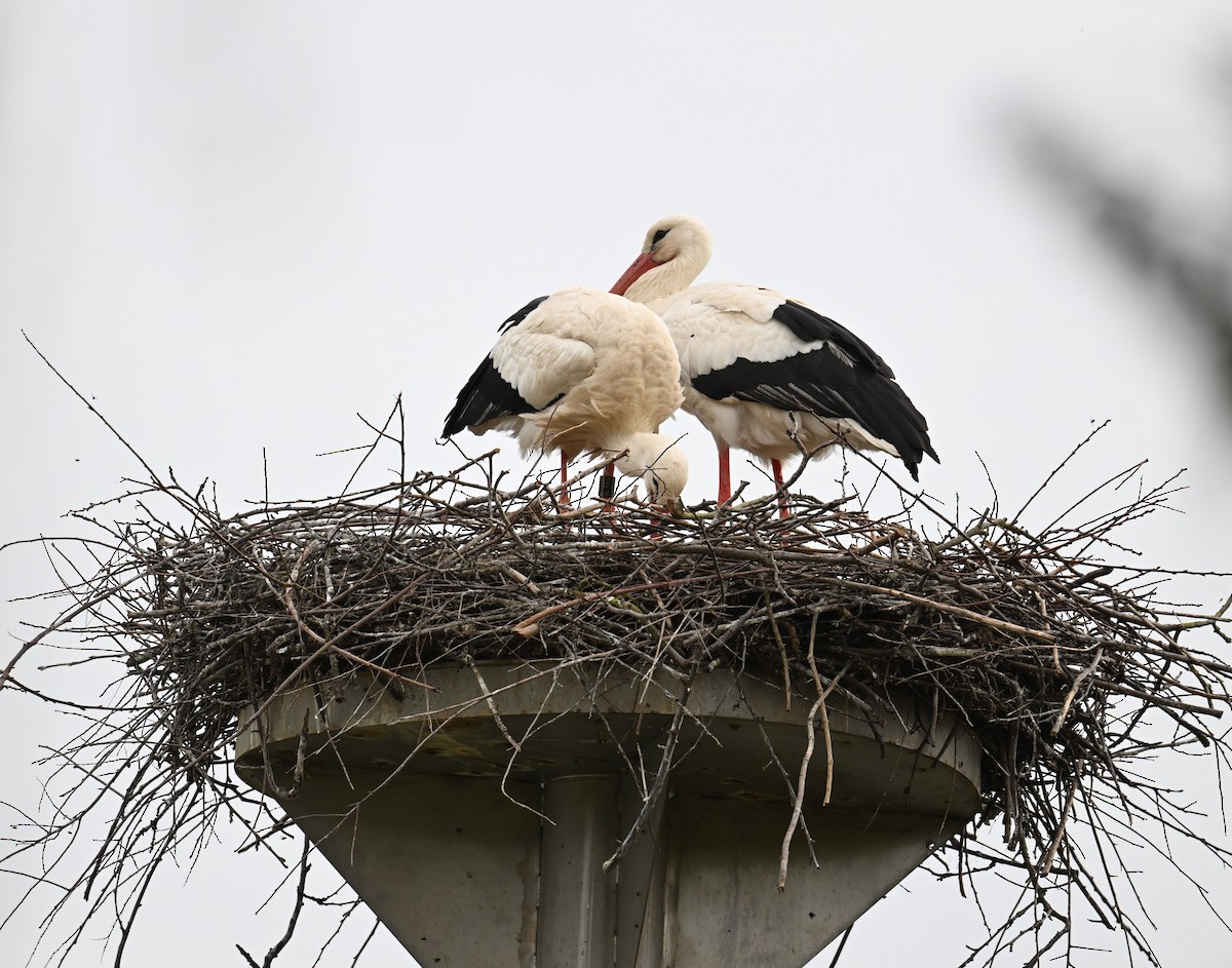 White Stork - ML616631739