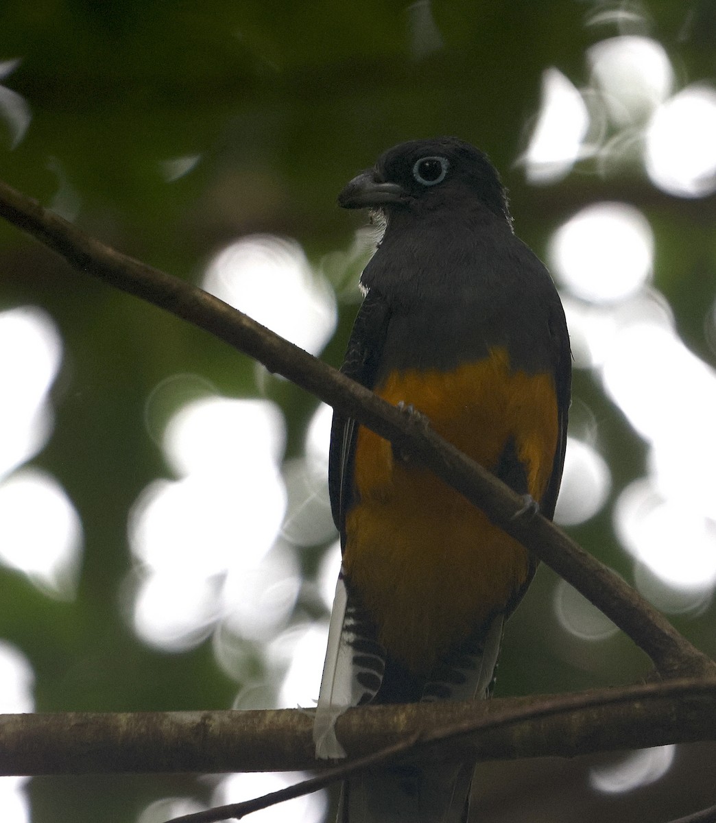 White-tailed Trogon - ML616631744