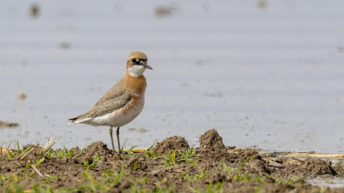 Greater Sand-Plover - ML616631775