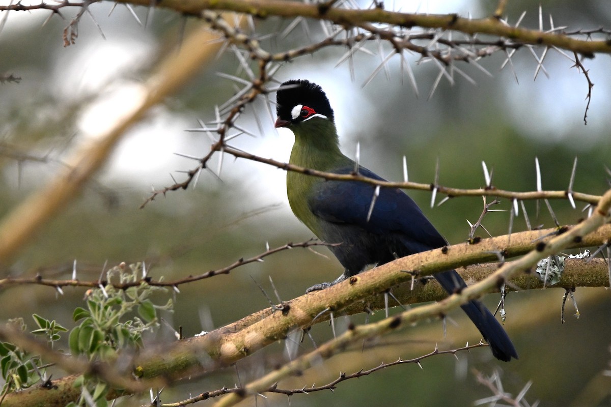 Hartlaub's Turaco - ML616631782