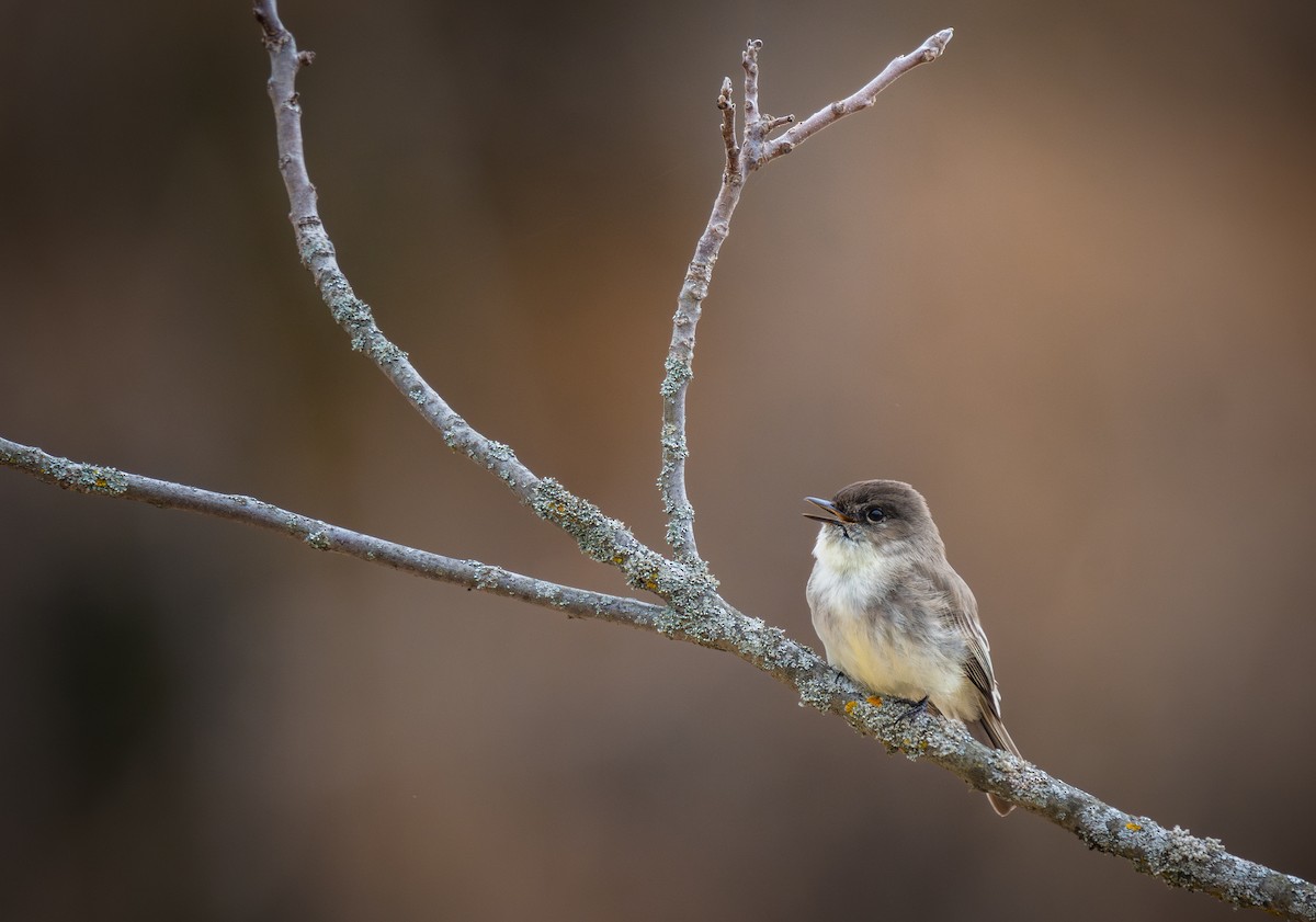 Eastern Phoebe - ML616631807