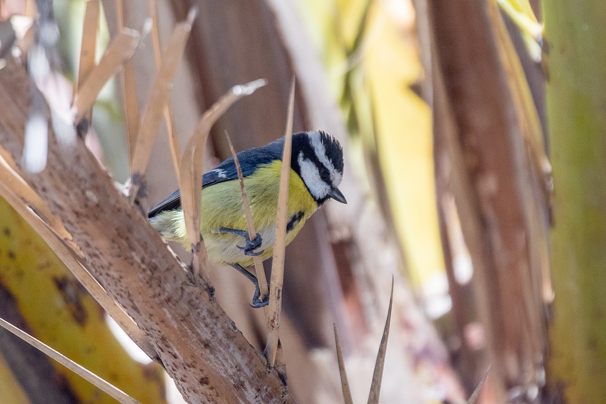 African Blue Tit - ML616631825