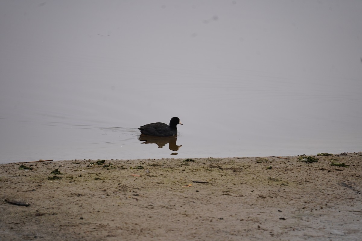 American Coot - ML616631844