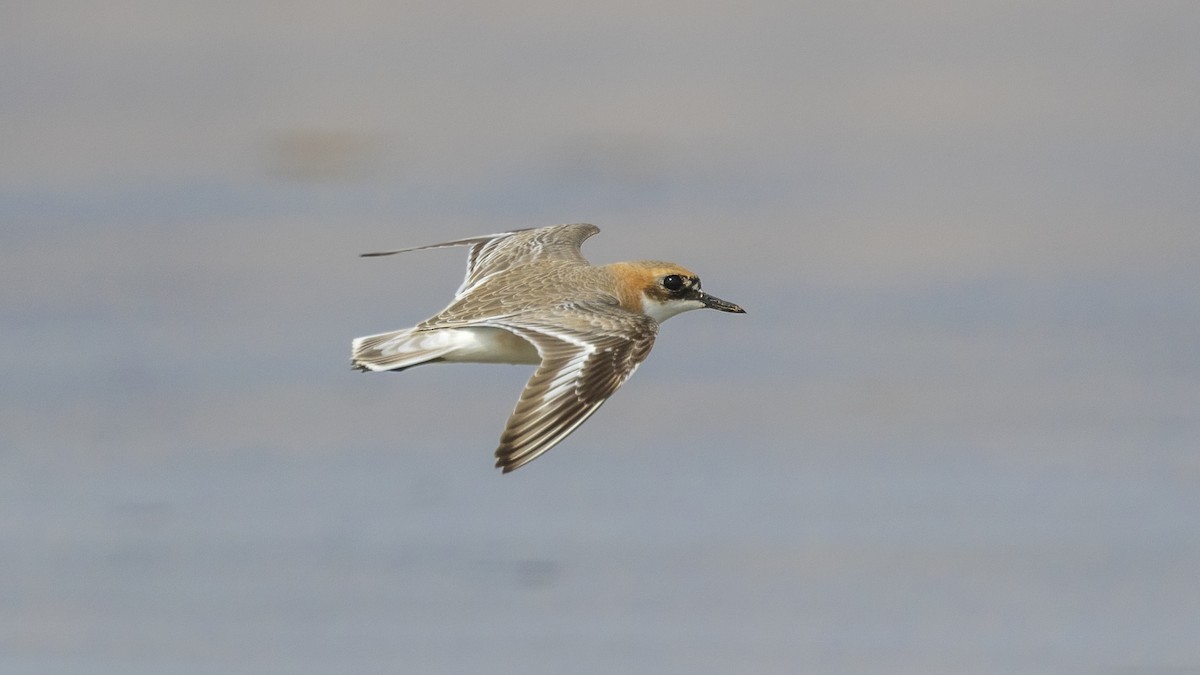 Greater Sand-Plover - ML616631855