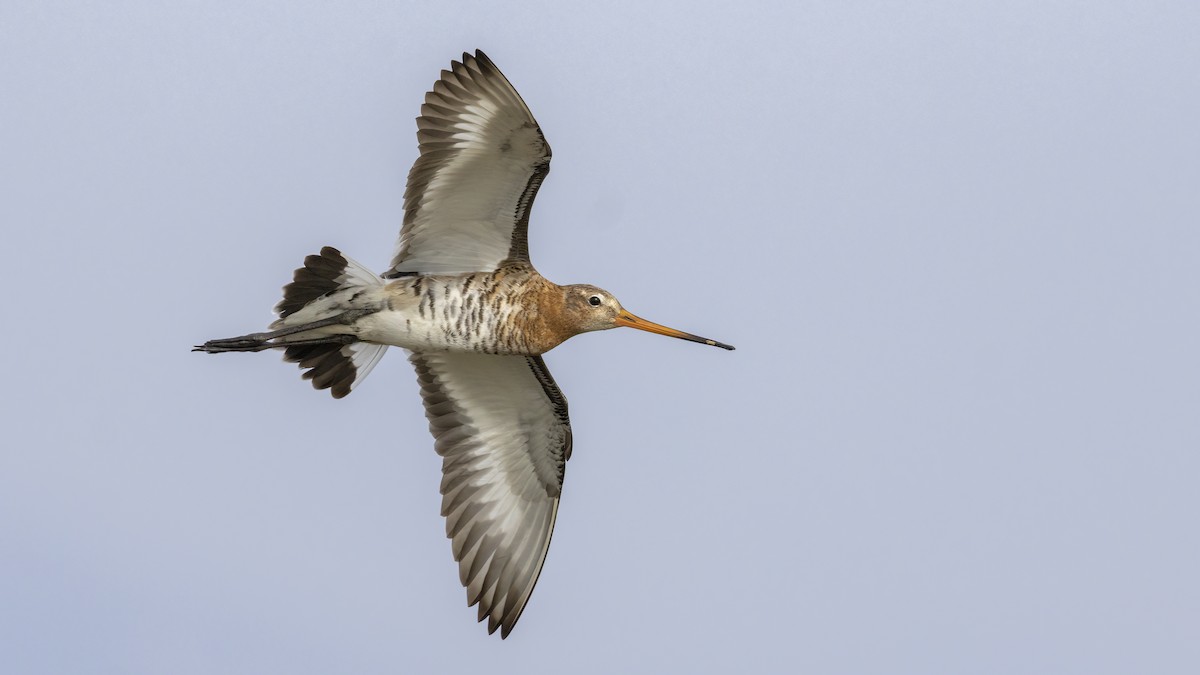 Black-tailed Godwit - ML616631859