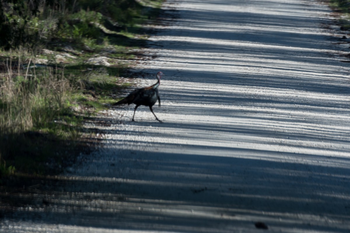Wild Turkey - ML616631923