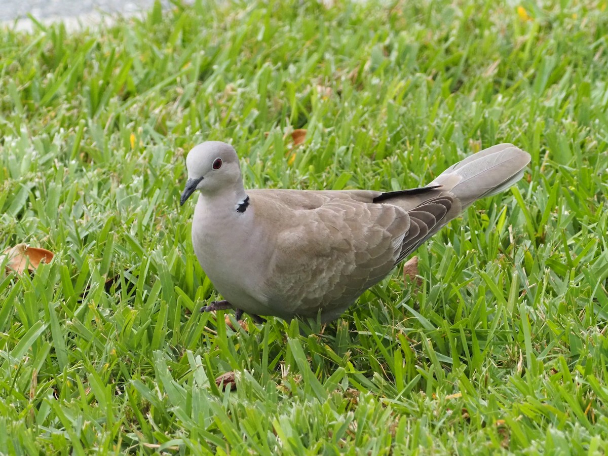 Eurasian Collared-Dove - ML616632004