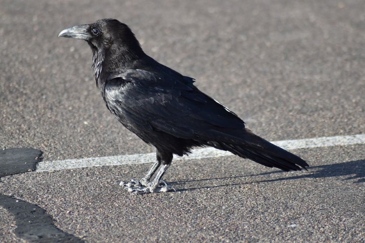 Common Raven - ML616632040