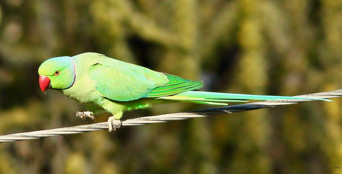 Rose-ringed Parakeet - ML616632059