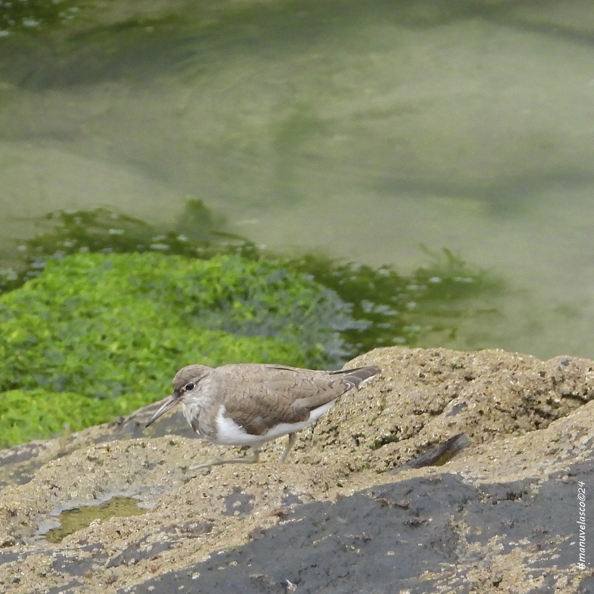 Common Sandpiper - ML616632071