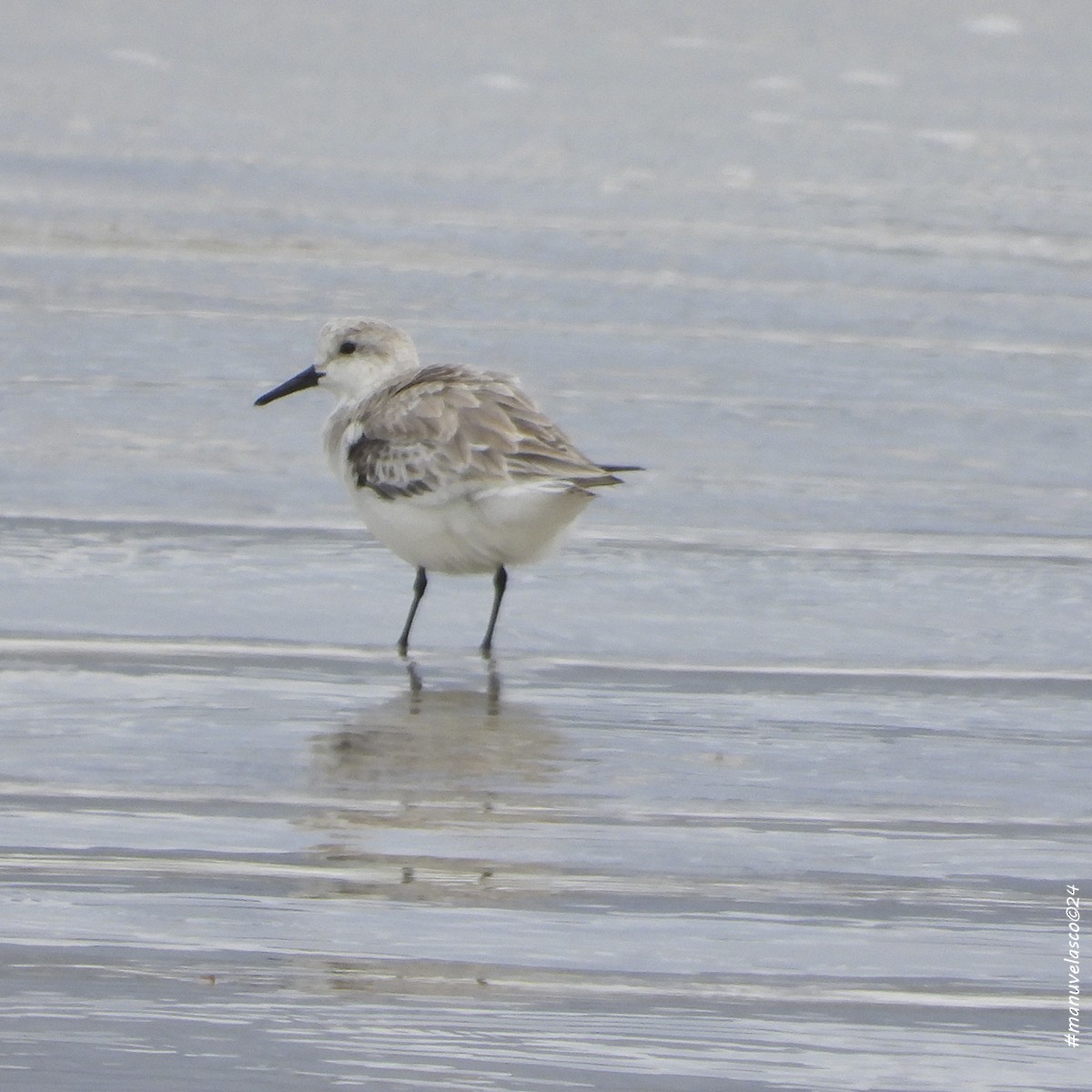 Sanderling - ML616632083