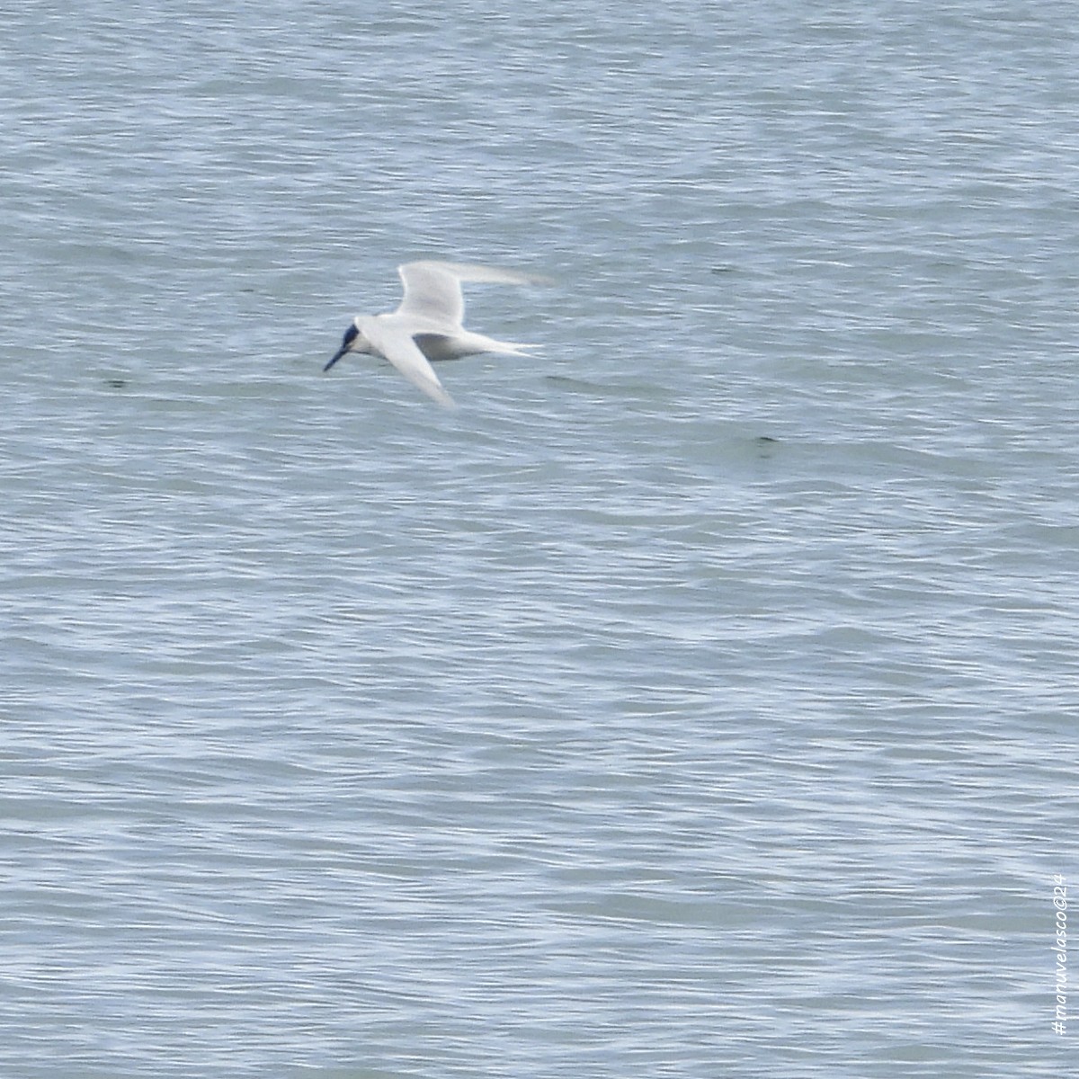 Sandwich Tern - ML616632096