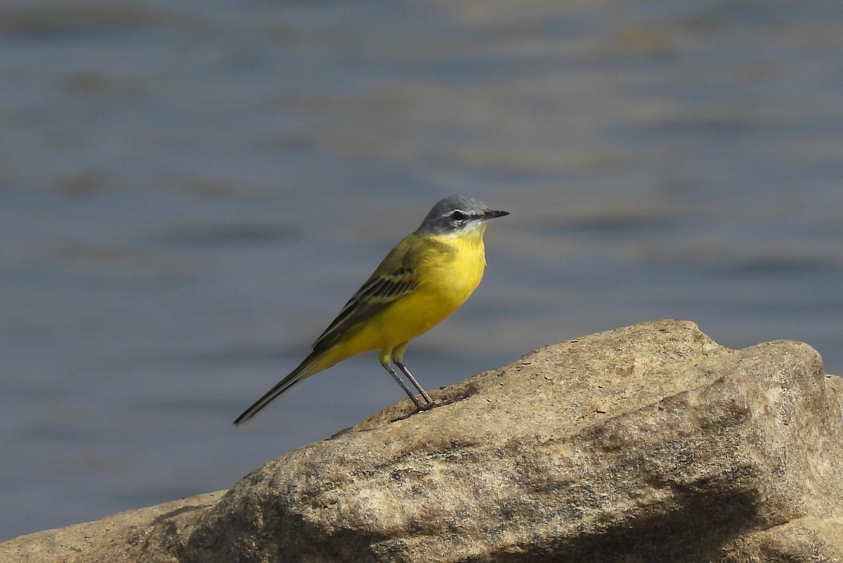 Western Yellow Wagtail (beema) - ML616632097