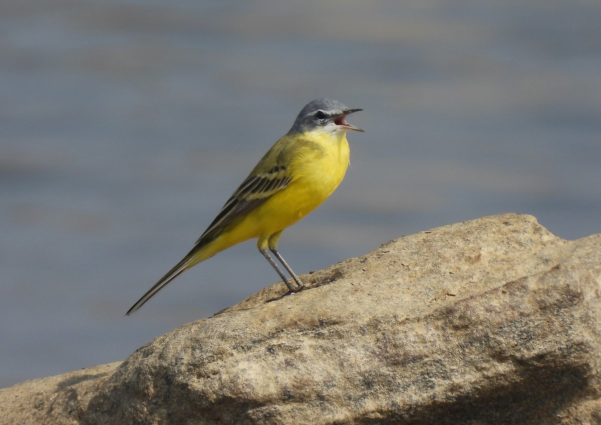 Western Yellow Wagtail (beema) - ML616632098