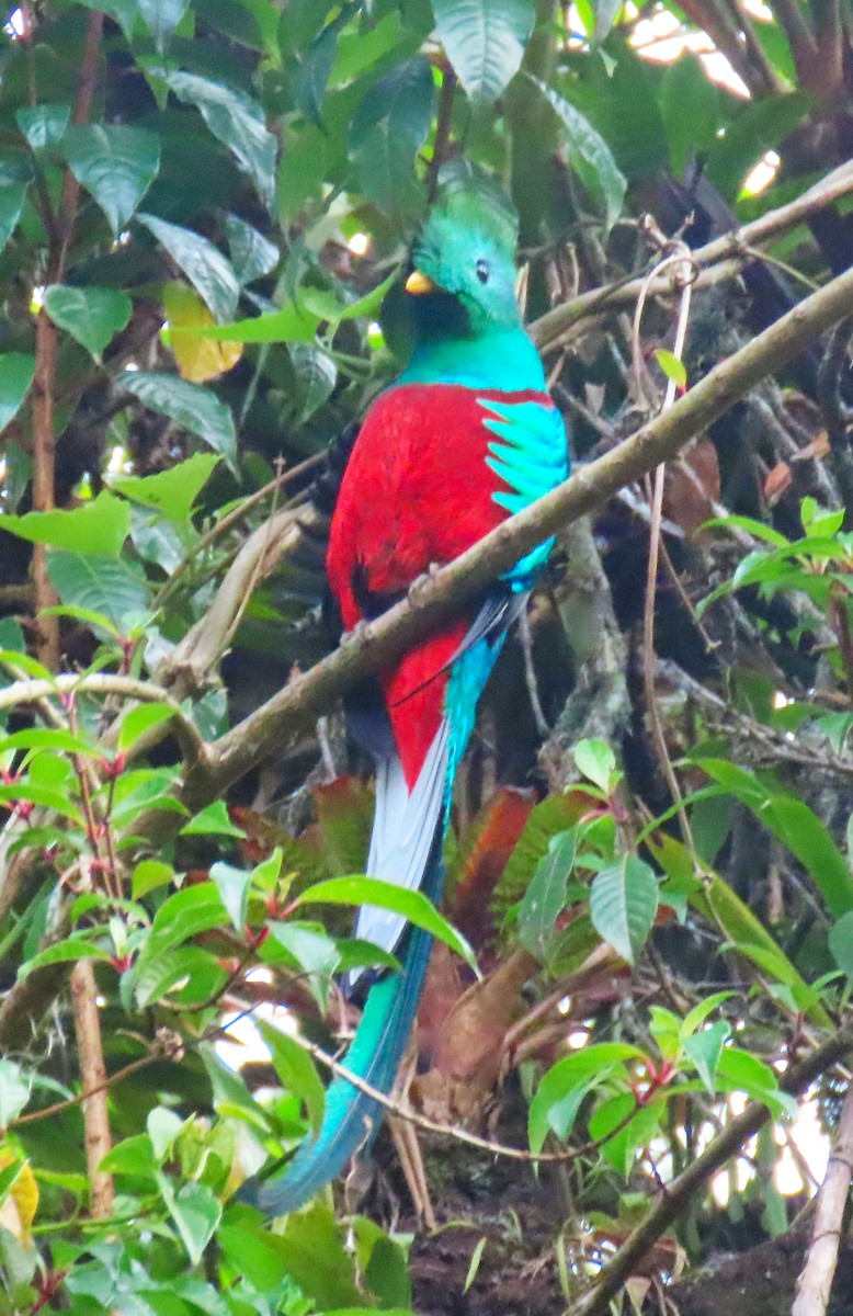 Resplendent Quetzal - ML616632109