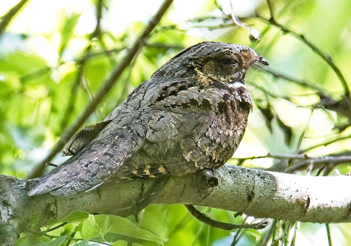 Eastern Whip-poor-will - Robert Oberfelder