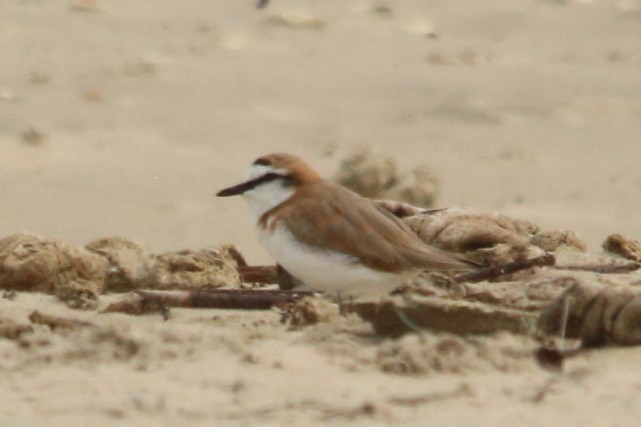 White-fronted Plover - ML616632113